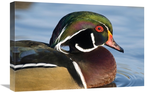 Global Gallery GCS-397398-1624-142 16 x 24 in. Wood Duck Male in Breed