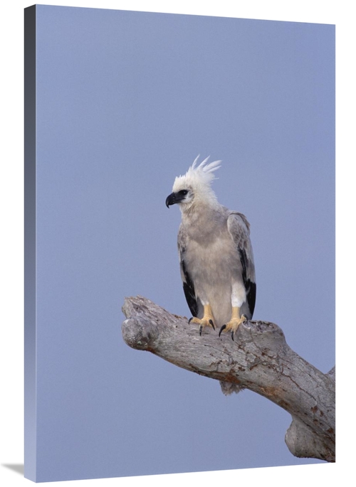 Global Gallery GCS-451049-2436-142 24 x 36 in. Harpy Eagle Juvenile Si