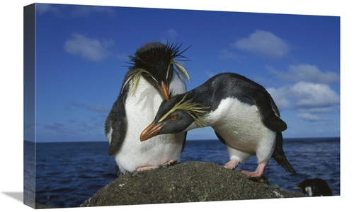 Global Gallery GCS-451807-1624-142 16 x 24 in. Rockhopper Penguin Pair