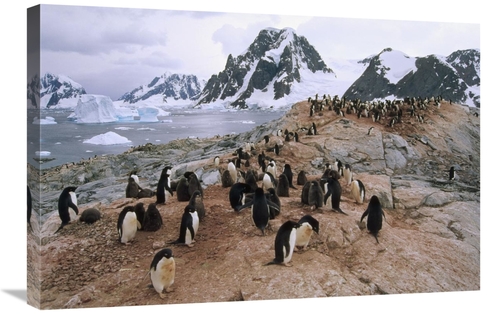 Global Gallery GCS-451261-2030-142 20 x 30 in. Adelie Penguin Rookery&