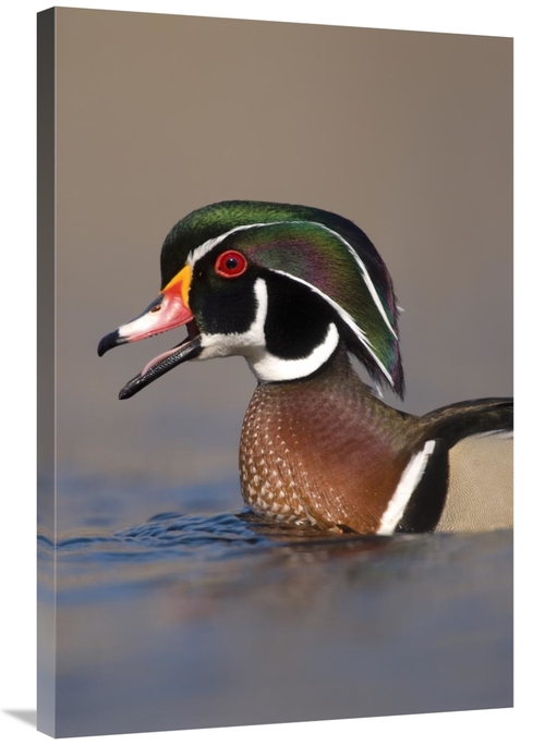 Global Gallery GCS-397371-2436-142 24 x 36 in. Wood Duck Male Calling&