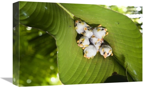 Global Gallery GCS-452686-1218-142 12 x 18 in. Honduran White Bat Roos