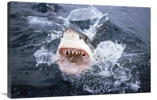Global Gallery GCS-397973-2436-142 24 x 36 in. Great White Shark Break