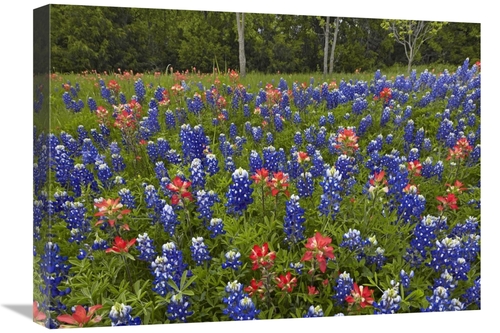 Global Gallery GCS-396619-1824-142 18 x 24 in. Bluebonnet & Paintbrush