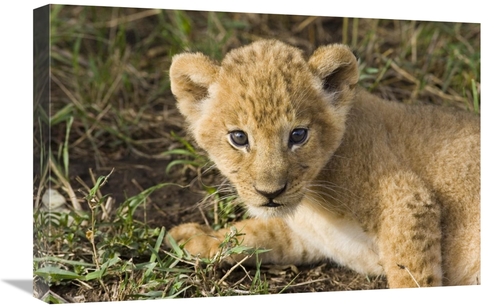Global Gallery GCS-395852-1624-142 16 x 24 in. African Lion Five Week 