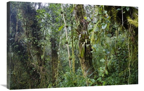 Global Gallery GCS-452698-2436-142 24 x 36 in. Rainforest At Cerro De 