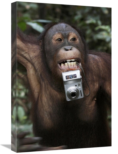 Global Gallery GCS-397712-1624-142 16 x 24 in. Orangutan with Tourists