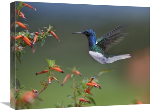 Global Gallery GCS-396534-1824-142 18 x 24 in. White-Necked Jacobin Hu