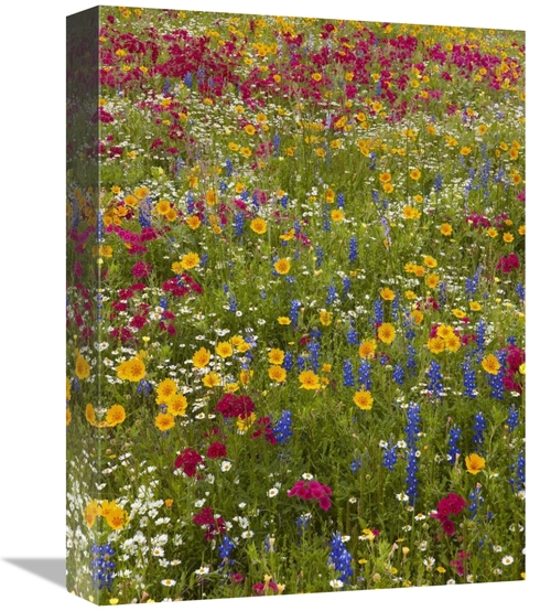 Global Gallery GCS-396383-1216-142 12 x 16 in. Drummonds Phlox & Blueb