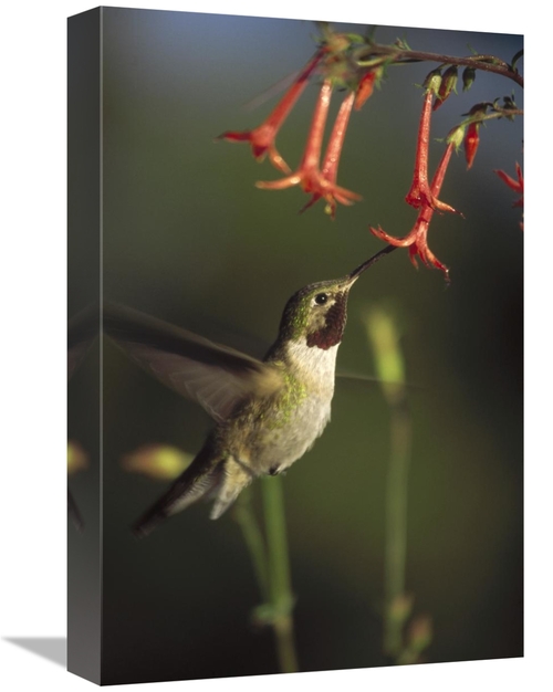 Global Gallery GCS-396779-1218-142 12 x 18 in. Broad-Tailed Hummingbir
