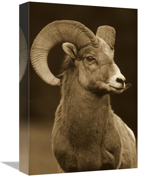 Global Gallery GCS-450507-1216-142 12 x 16 in. Bighorn Sheep Male Port