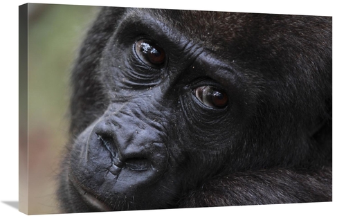 Global Gallery GCS-398070-2030-142 20 x 30 in. Orphan Gorilla, Gab