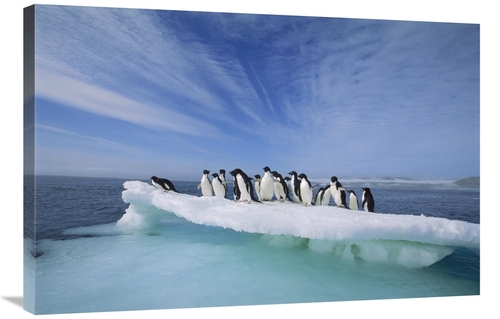 Global Gallery GCS-395662-2436-142 24 x 36 in. Adelie Penguin Group Cr