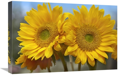 Global Gallery GCS-396118-1624-142 16 x 24 in. Common Sunflower Flower