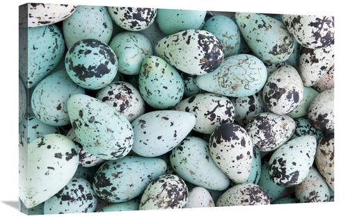 Global Gallery GCS-398256-2030-142 20 x 30 in. Bird Egg Tableau Art Pr