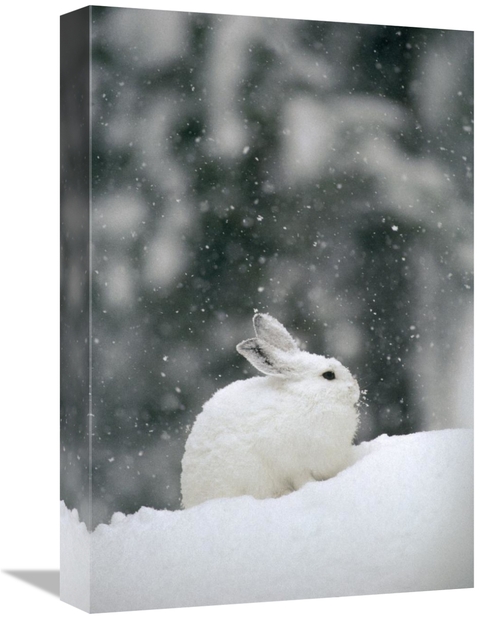 Global Gallery GCS-451849-1218-142 12 x 18 in. Snowshoe Hare in Snowfa