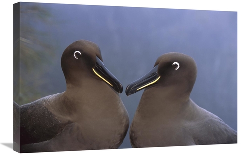 Global Gallery GCS-451797-2030-142 20 x 30 in. Sooty Albatross, Go