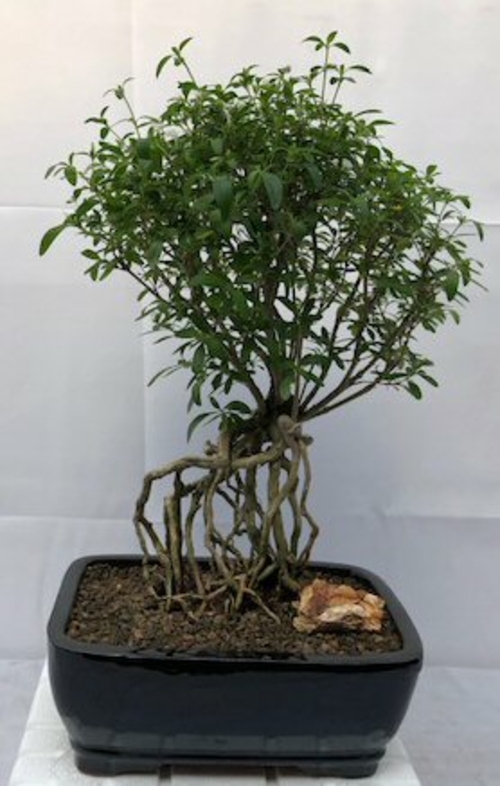 Chinese Flowering White Serissa Bonsai TreeTree of a Thousand