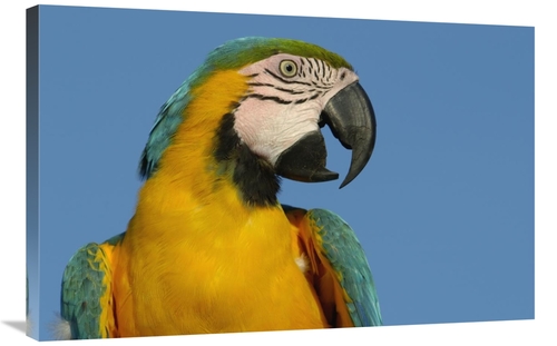 Global Gallery GCS-397936-2436-142 24 x 36 in. Blue & Yellow Macaw Por