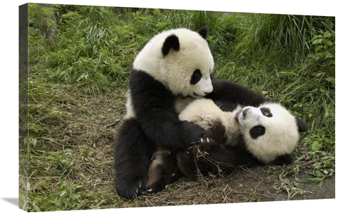 Global Gallery GCS-395889-2030-142 20 x 30 in. Giant Panda Cubs Playin