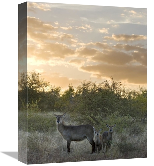 Global Gallery GCS-395436-1216-142 12 x 16 in. Waterbuck Mother & Calf