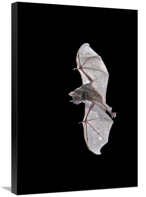 Global Gallery GCS-397314-2030-142 20 x 30 in. Sebas Short-Tailed Bat 