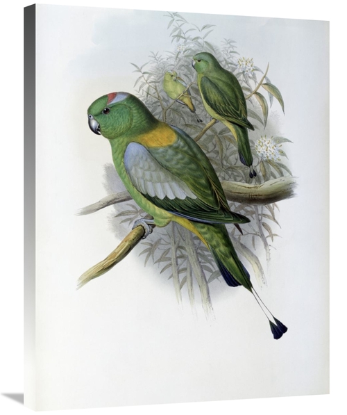 Global Gallery GCS-277779-30-142 30 in. Racket-Tailed Parrot Art Print