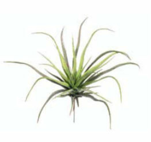 AA6752 12.5 in. Medium Tillandsia Spray X1- Case of 24