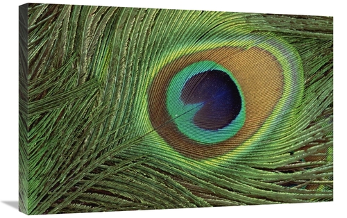 Global Gallery GCS-395757-2030-142 20 x 30 in. Indian Peafowl Display 