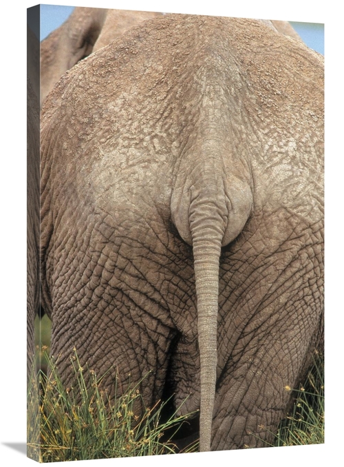 Global Gallery GCS-395981-2030-142 20 x 30 in. African Elephant Butt&#