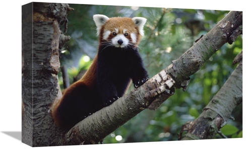 Global Gallery GCS-452877-1218-142 12 x 18 in. Lesser Panda Sitting on