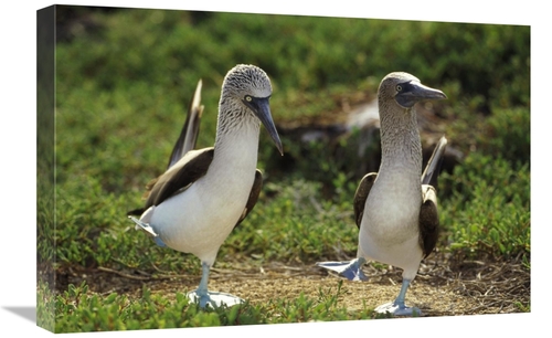 Global Gallery GCS-395658-1624-142 16 x 24 in. Blue-Footed Booby Pair 