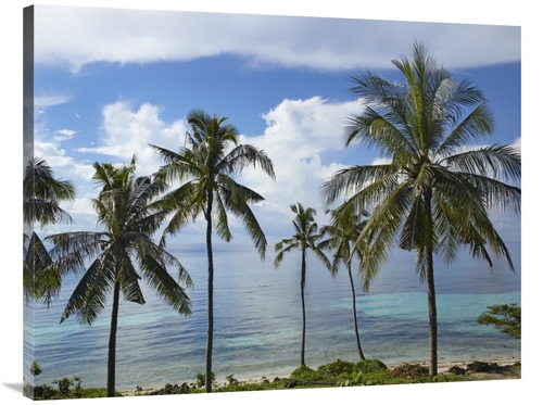 Global Gallery GCS-396586-3040-142 30 x 40 in. Coconut Palm Trees,