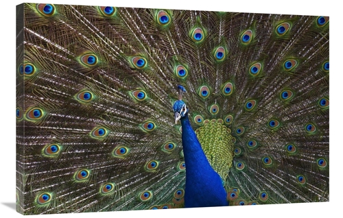 Global Gallery GCS-396939-2436-142 24 x 36 in. Indian Peafowl Male wit