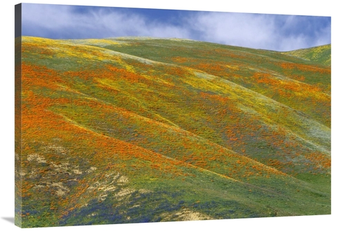 Global Gallery GCS-397027-40-142 40 in. California Poppy Covered Hills