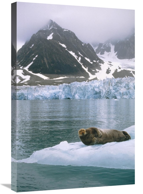 Global Gallery GCS-451186-2030-142 20 x 30 in. Bearded Seal Resting on