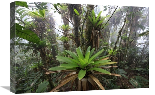 Global Gallery  16 x 24 in. Bromeliad & Tree Fern At 1600 Meters Altit