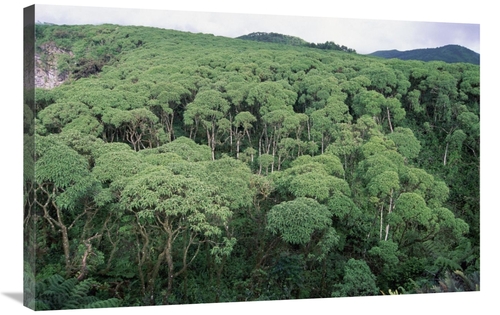 Global Gallery GCS-451255-2436-142 24 x 36 in. Scalesia Forest During 