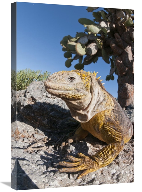 Global Gallery GCS-395620-2030-142 20 x 30 in. Galapagos Land Iguana B