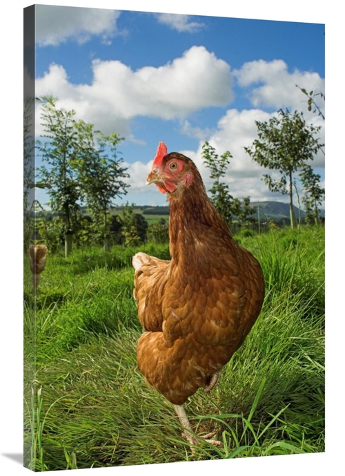 Global Gallery GCS-397493-2436-142 24 x 36 in. Domestic Chicken, F