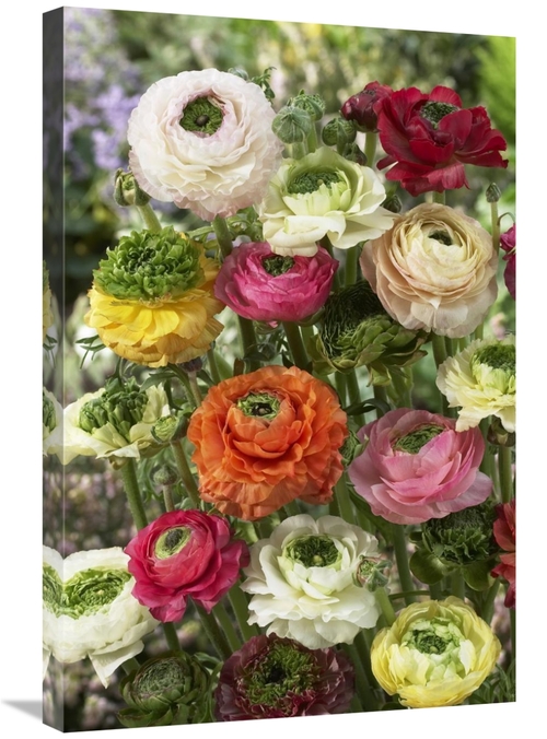 Global Gallery GCS-398390-2030-142 20 x 30 in. Buttercup Mirabelle Ver