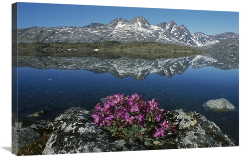 Global Gallery GCS-453536-2436-142 24 x 36 in. Dwarf Fireweed with Mou