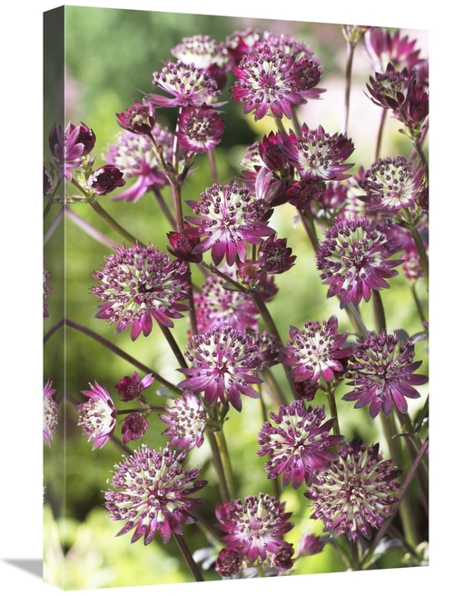 Global Gallery GCS-398392-1624-142 16 x 24 in. Astrantia Dark Shiny Ey