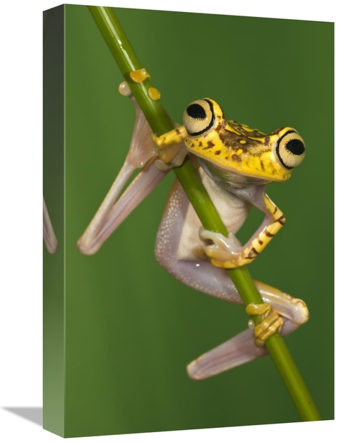 Global Gallery GCS-397898-1218-142 12 x 18 in. Chachi Tree Frog, N