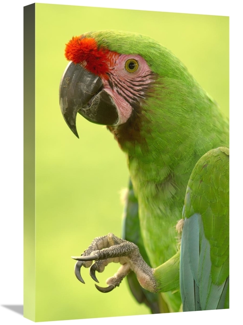 Global Gallery GCS-453217-1624-142 16 x 24 in. Military Macaw Portrait