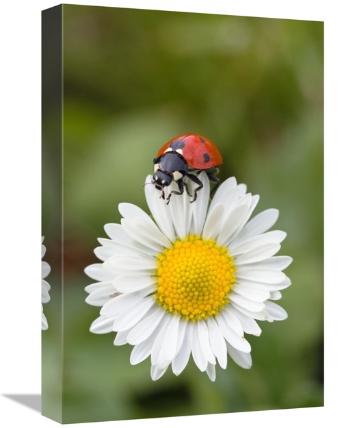 Global Gallery GCS-452719-1218-142 12 x 18 in. Seven-Spotted Ladybird 