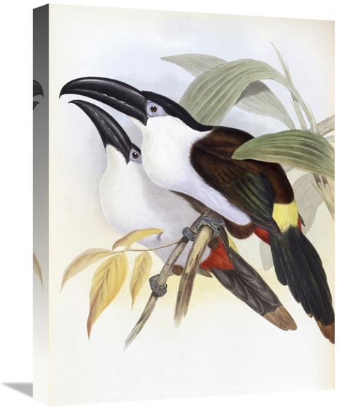 Global Gallery GCS-277741-22-142 22 in. Black-Billed Hill Toucan Art P