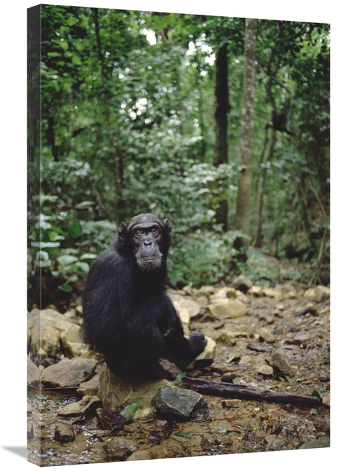 Global Gallery GCS-452793-2030-142 20 x 30 in. Chimpanzee Profile,