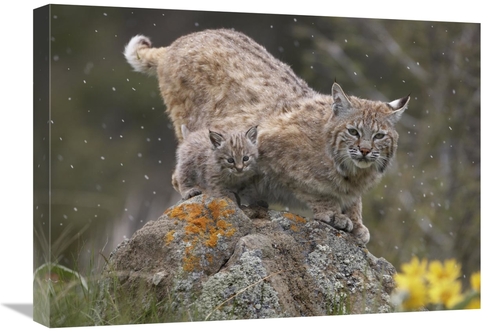 Global Gallery GCS-396343-1824-142 18 x 24 in. Bobcat Mother & Kitten 