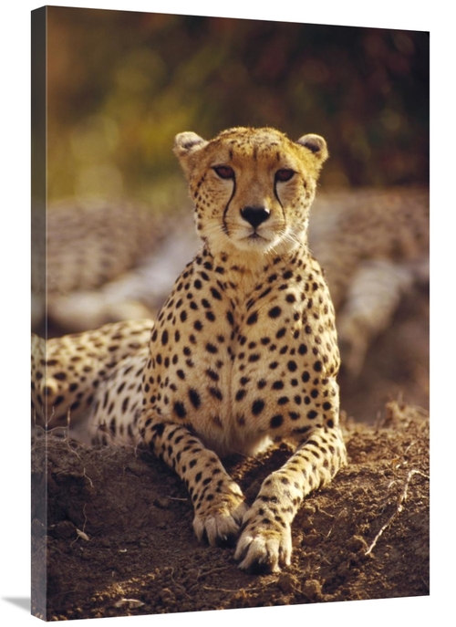 Global Gallery GCS-452761-2436-142 24 x 36 in. Cheetah Portrait, M